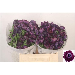 Anemone Levante Wine