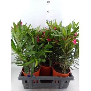 Nerium oleander   ...