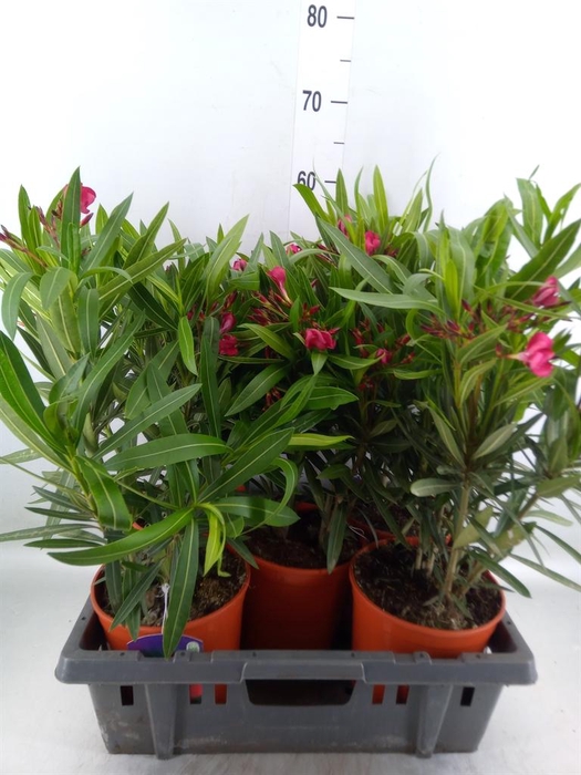 <h4>Nerium oleander   ...</h4>