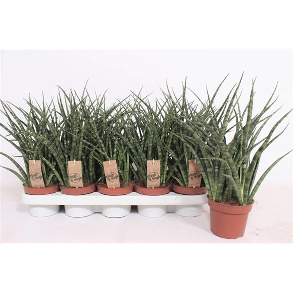 <h4>Sansevieria 'Fernwood'</h4>