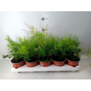 Asparagus dens. 'Sprengeri'