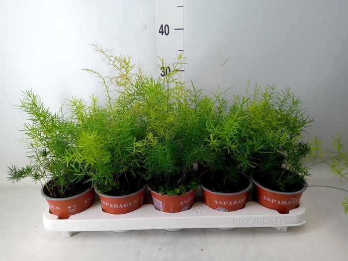 <h4>Asparagus dens. 'Sprengeri'</h4>