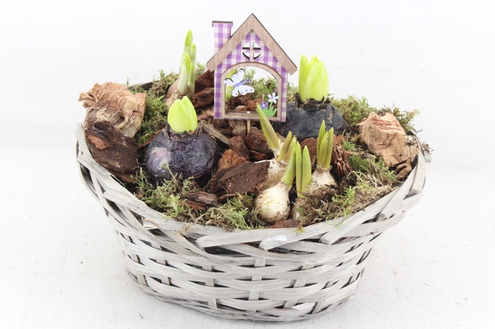 <h4>arr4 Bollenmix JS - Mand grijs ovaal L</h4>