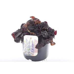 Ajuga reptans Black Scallop