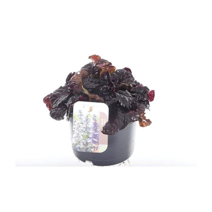 <h4>Ajuga reptans Black Scallop</h4>
