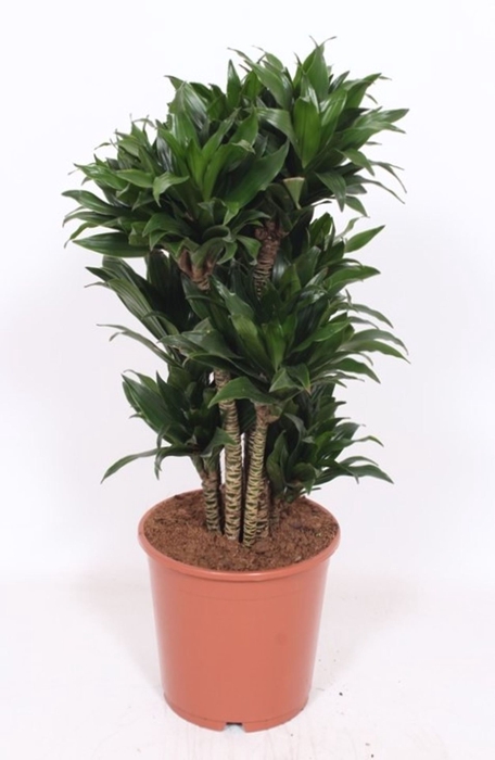 <h4>Dracaena Compacta</h4>