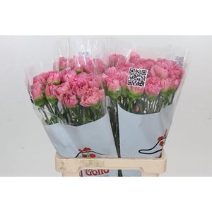 Dianthus St Lege Pink