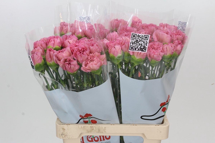 <h4>Dianthus St Lege Pink</h4>