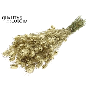 Nigella per bunch Gold