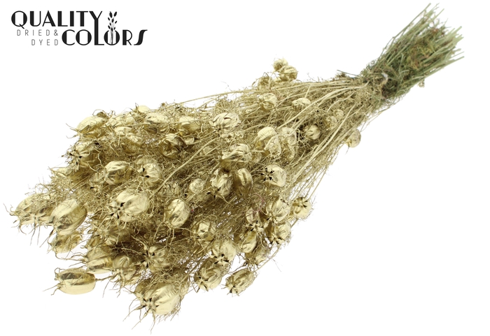 Nigella per bunch Gold