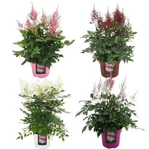 Astilbe   ...mix
