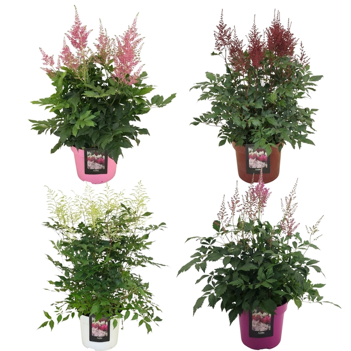 <h4>Astilbe   ...mix</h4>