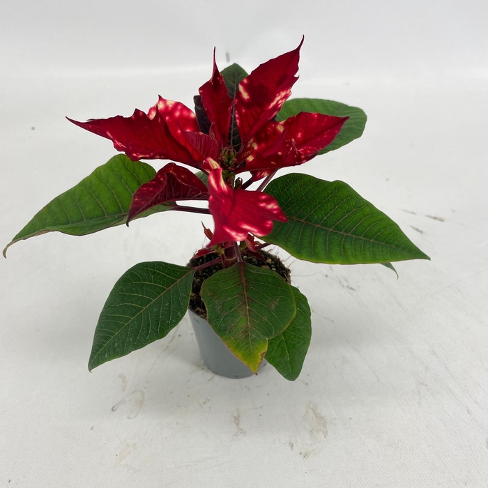 <h4>Euphorbia Fantasie star</h4>