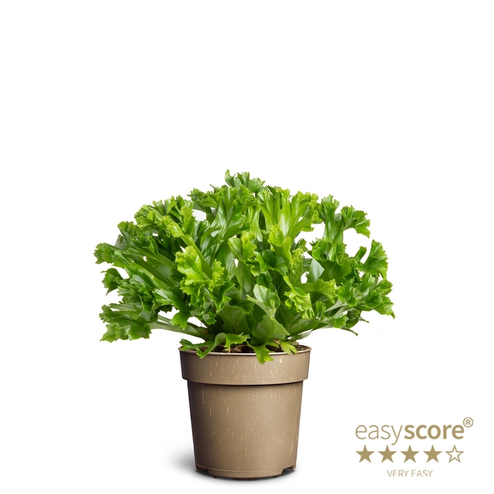 <h4>ASPLENIUM NIDUS P11 DAKILA</h4>