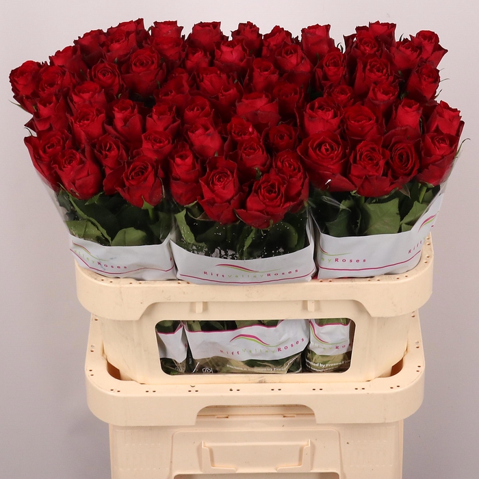 <h4>R GR MADAM RED</h4>