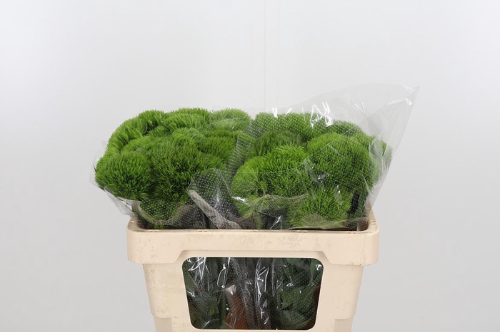 <h4>Di Barb Kiwi Mellow</h4>