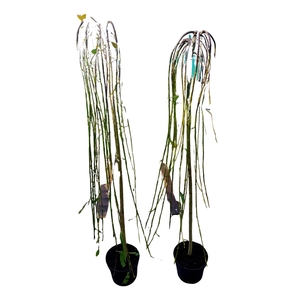 Salix caprea 'Kilmarnock'120ST