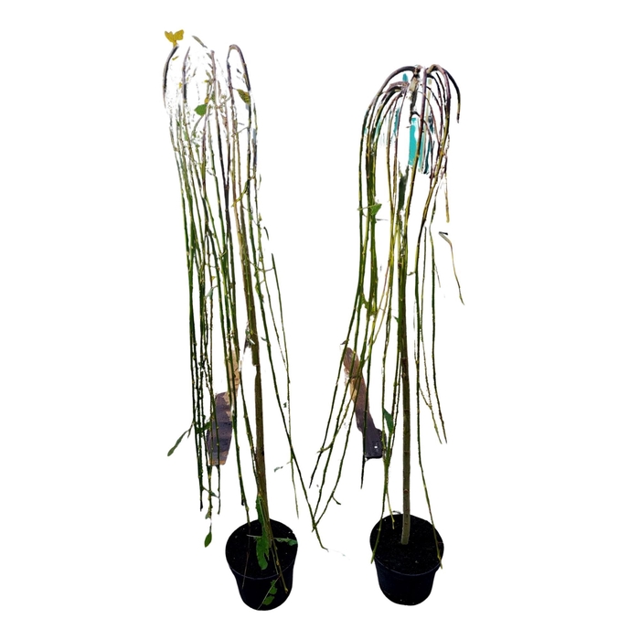 <h4>Salix caprea 'Kilmarnock'120ST</h4>