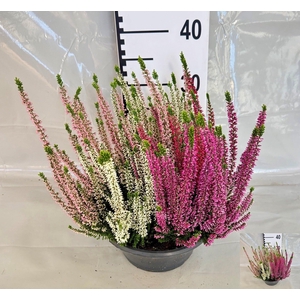 CALLU BL  QUATTRO G