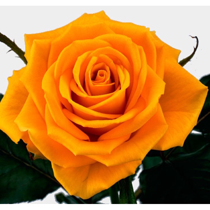 <h4>Rosa Gold Strike</h4>