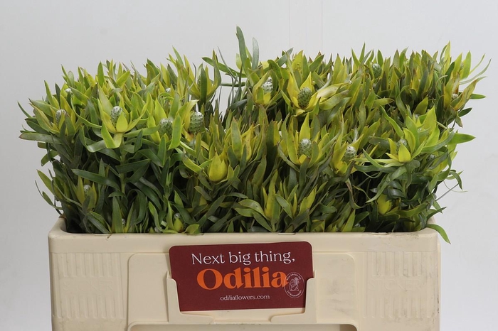 <h4>Leucadendron Pisa Spray</h4>