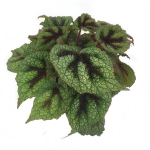 BEGONIA REX-HYBRID P12 CROSS