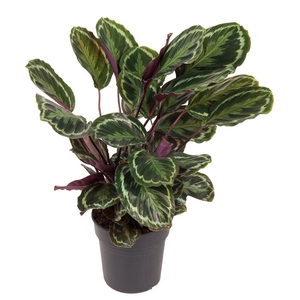 Calathea Medaillon