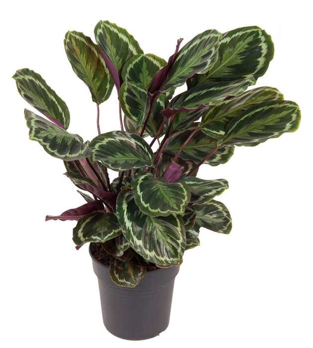 <h4>Calathea Medaillon</h4>