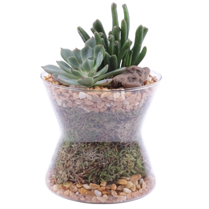 Yearround Arr. Succulent Glass Hourglass Ø13cm 2PP