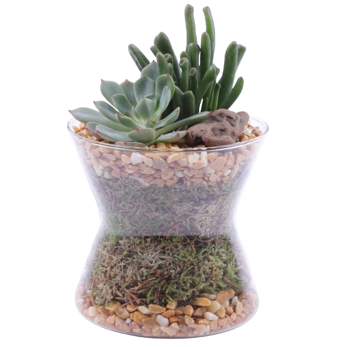 <h4>Yearround Arr. Succulent Glass Hourglass Ø13cm 2PP</h4>