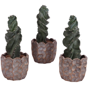 Cactus Cereus Spiralis Ø12cm in Ø15cm Ceramic PL670