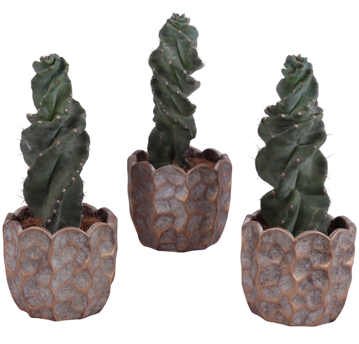 <h4>Cactus Cereus Spiralis Ø12cm in Ø15cm Ceramic PL670</h4>