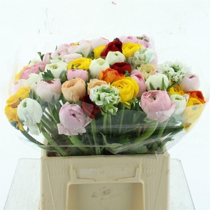 Ran Cloni-ponpon Mix Extra