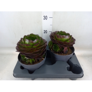 Aeonium arboreum 'Velours'