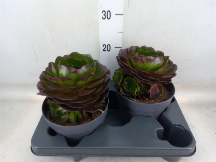 <h4>Aeonium arboreum 'Velours'</h4>