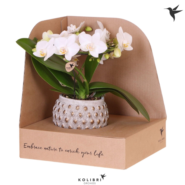 <h4>Kolibri Orchids Phalaenopsis Halo white in Marrakesh pot gold copper mix in showbox</h4>