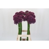 Allium  'Firmament'