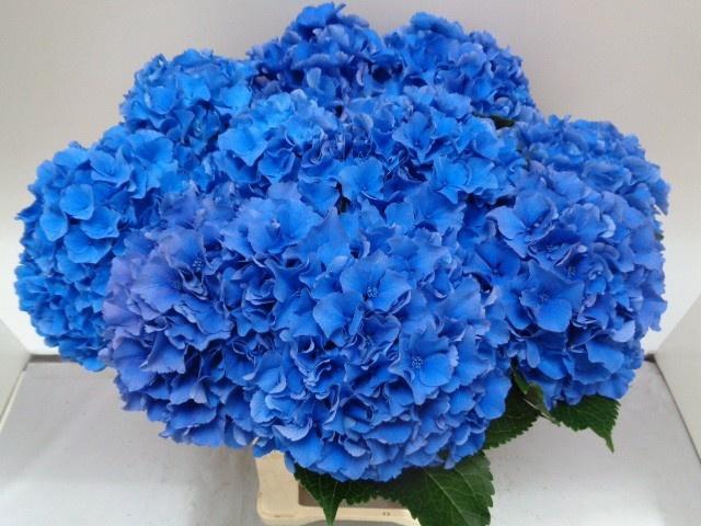 <h4>HYDR M ROYAL PARADE</h4>