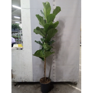 Ficus lyrata