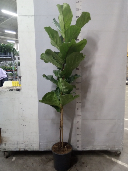 <h4>Ficus lyrata</h4>