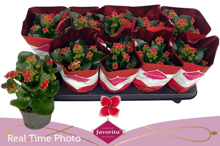 <h4>KAL EN SP FOGO</h4>