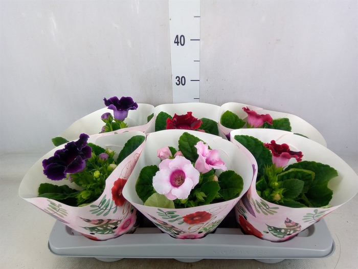 <h4>Adenium obesum 'Anouk'</h4>