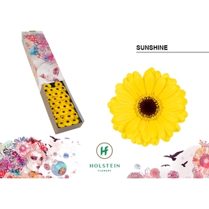 GE MI Sunshine doos