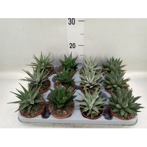 Haworthia   ...mix