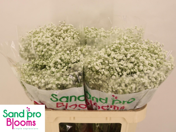 <h4>GYPS PA XLENCE</h4>