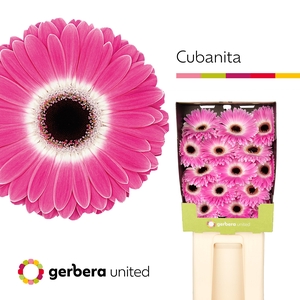 Gerbera Cubanita Diamond
