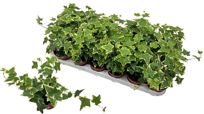 <h4>HED HE GOLDCHILD</h4>