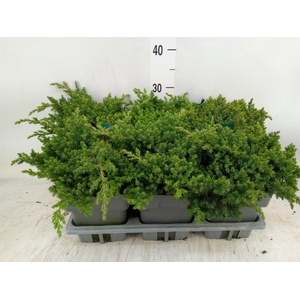 Juniperus procumbens 'Nana'