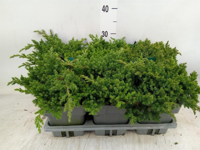 <h4>Juniperus procumbens 'Nana'</h4>