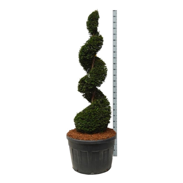 <h4>Taxus baccata</h4>